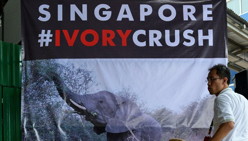 Singapore destroys tonnes of illegal ivory