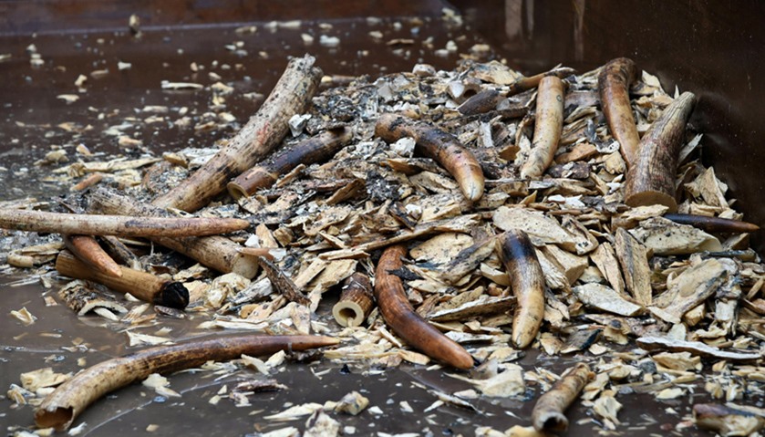 It was the fist time seized ivory had been destroyed in Singapore