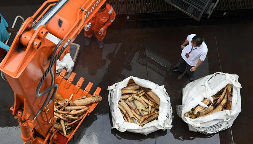 Singapore destroys tonnes of illegal ivory