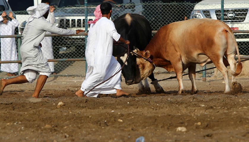 Emiratis try to pull apart clashing bulls during a bull fight in Fujairah