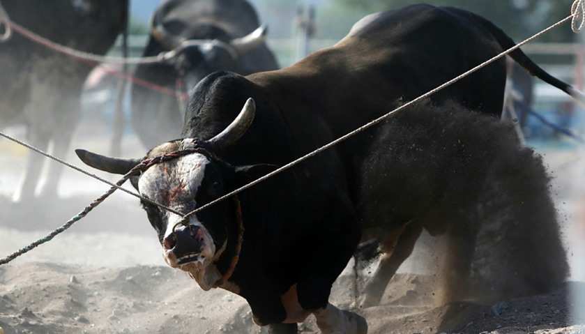 Emiratis control a bull prior to a fight in Fujairah, UAE