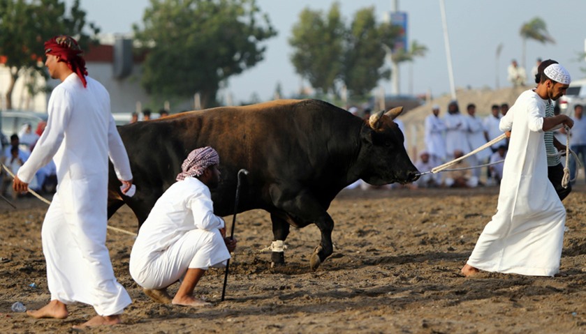 Emiratis lead their bull toward the ring for a bullfight in Fujairah