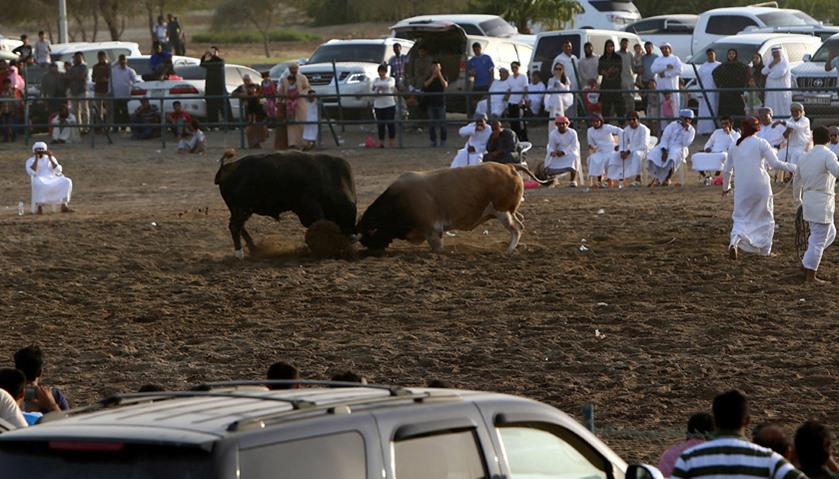 No matadors, blood, or betting when bulls lock horns in Fujairah\'s ring