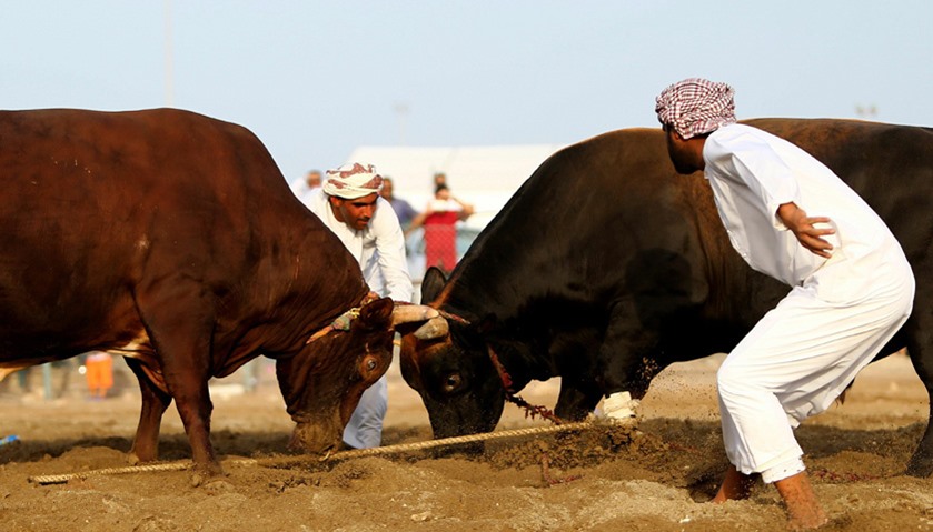 Bloodless bullfights in UAE