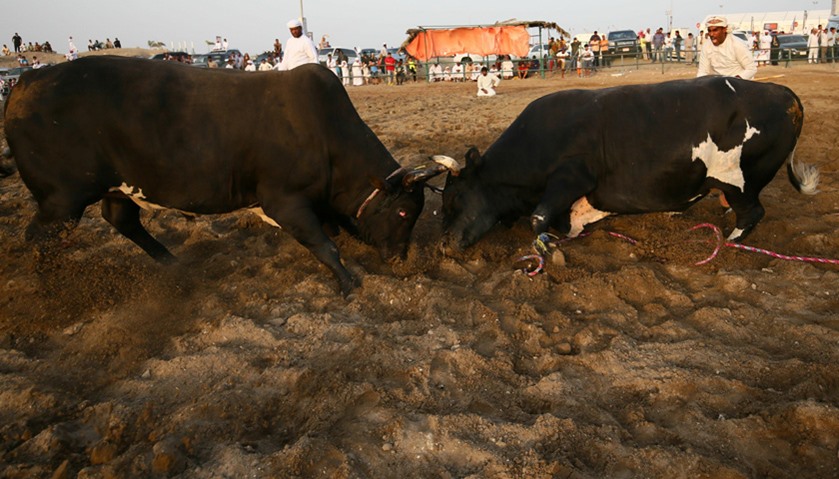 Bulls clash during a bullfight in Fujairah, UAE
