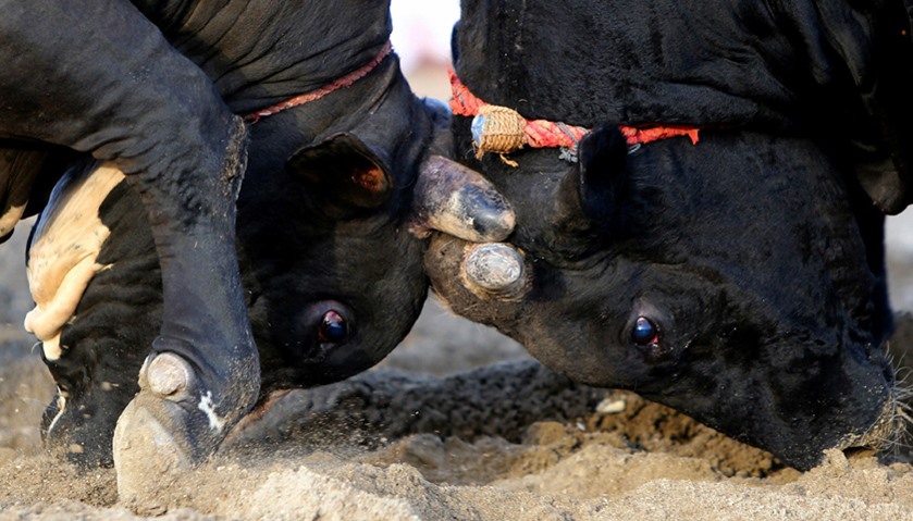 Bulls clash during a bullfight in Fujairah