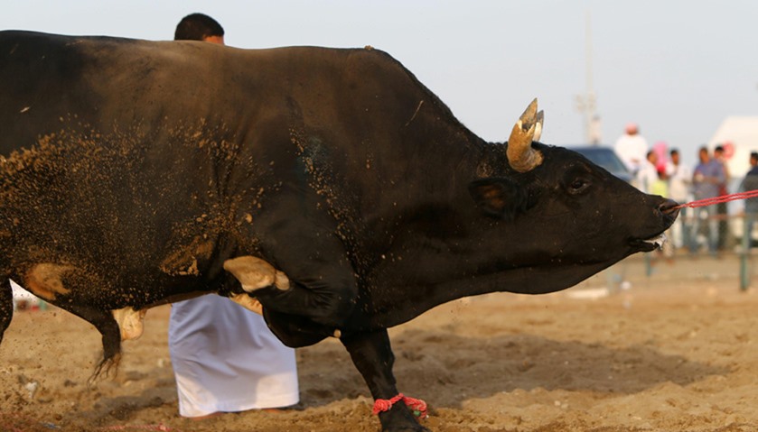 An Emirati man leads his bull into the ring for a bullfight in Fujairah
