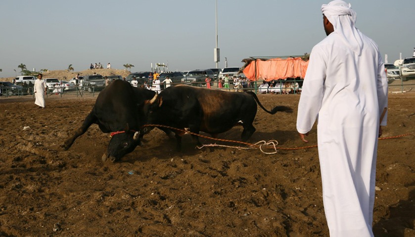 No matadors, blood, or betting when bulls lock horns in Fujairah\'s ring