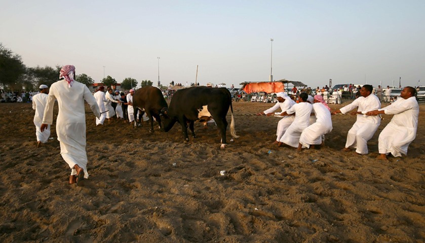 Emiratis watch a bullfight in Fujairah, UAE
