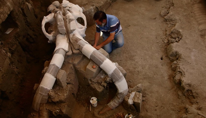 Mammoth dated from the Pleistocene period found two meters deep in a street of Tultepec
