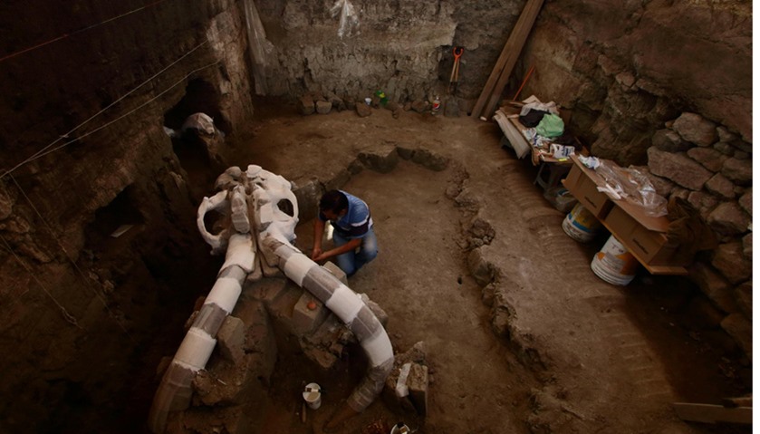 Mexican archeologists work to dig up the ribs, humerus and the vertebrae of the mammoth