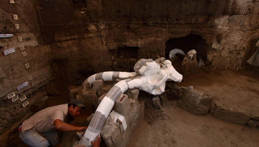 Mexican archaeologist Felipe Munoz works on parts of a skeleton of a mammoth