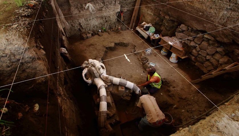 Mexican archaeologist Felipe Munoz works on parts of a skeleton of a mammoth
