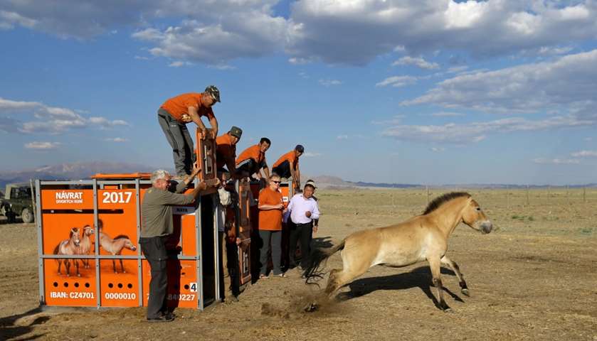 Workers unload containers containing Dzungarian horses in Takhin Tal National Park