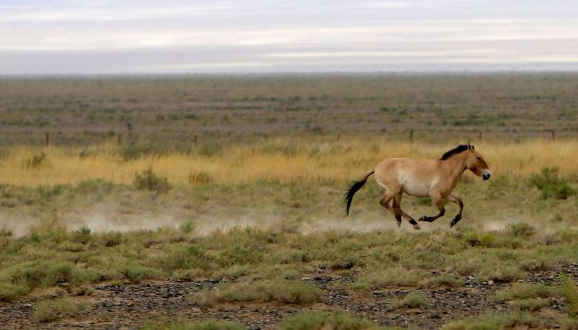 Dzungarian horse trots across the Takhin Tal National Park