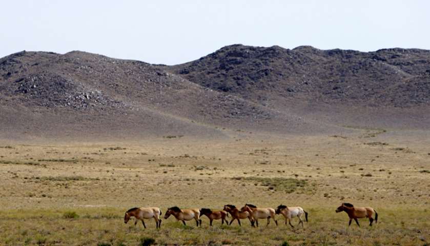 A herd of Dzungarian horses walk across theTakhin Tal National Park