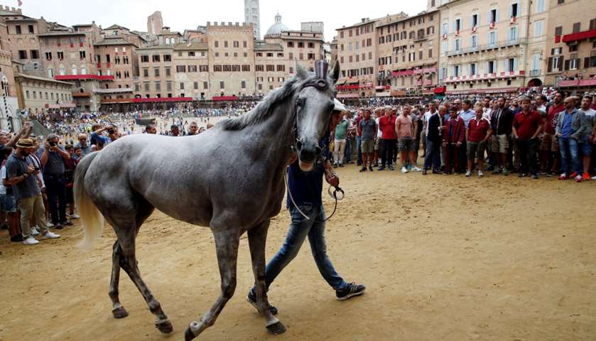 The horse of the \'Torre\' (Tower) parish is escorted by a groom after the first practice
