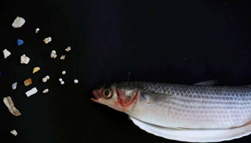 A grey mullet is shown next to microplastic found in Hong Kong waters - Hong Kong, China
