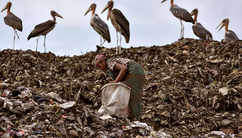 A scavenger collects recyclable items next to a flock of Greater Adjutant birds - Guwahati, India