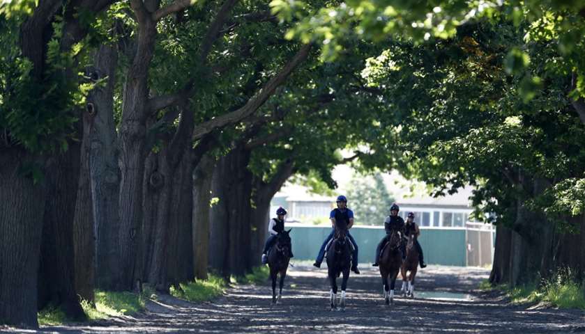 Horses and Exercise Riders walk on the horse path to the track