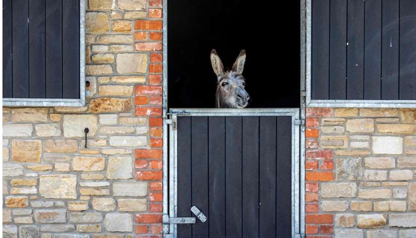 A rescue donkey peers out from the stables