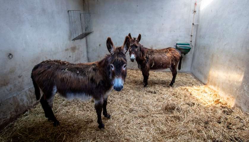 Rescue donkeys stand in the stables