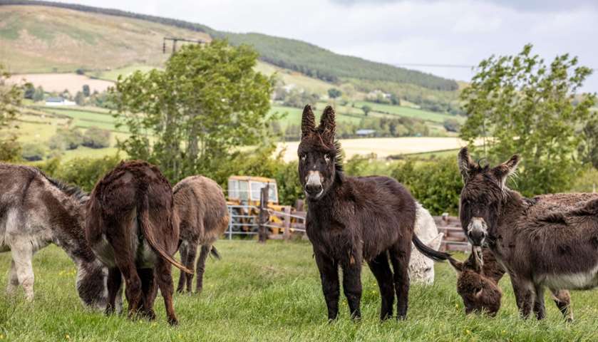Rescue donkeys graze in the fields