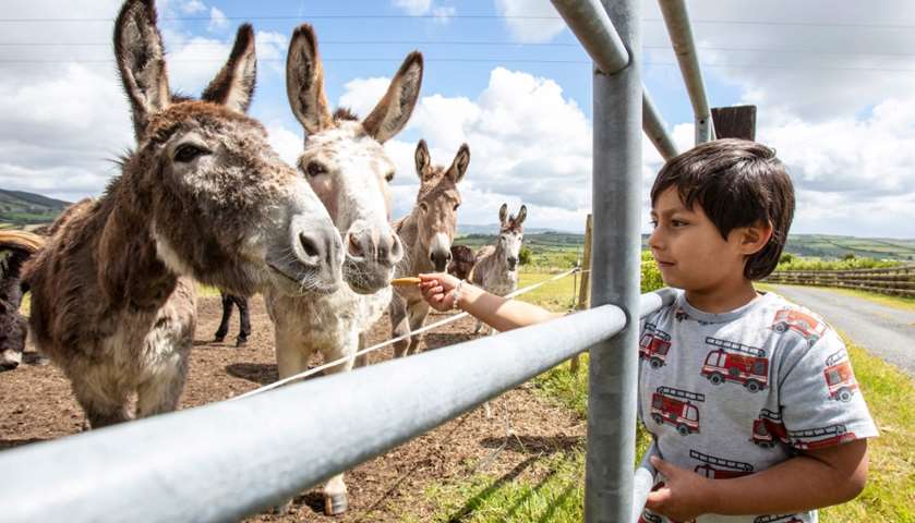 Sam, 5, son of Danny Curran, manager of Donegal Donkey Sanctuary feeds a rescue donkey