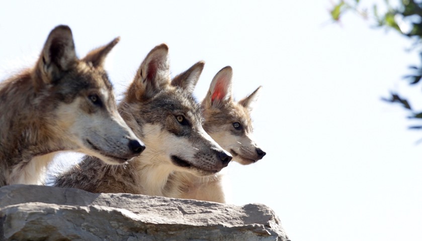 A wolf pack are seen at their enclosure at the Museo del Desierto