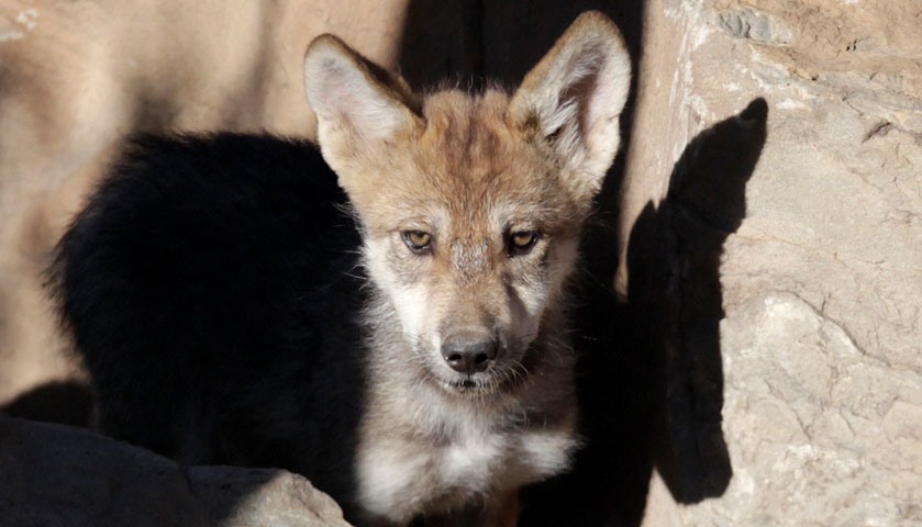 A newly born wolf cub at the Museo del Desierto
