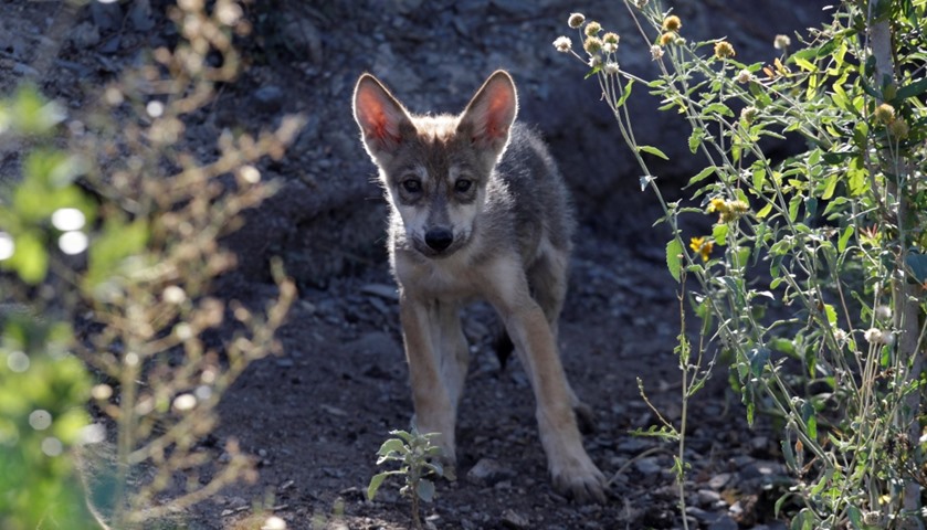 A newly born wolf cub at the Museo del Desierto