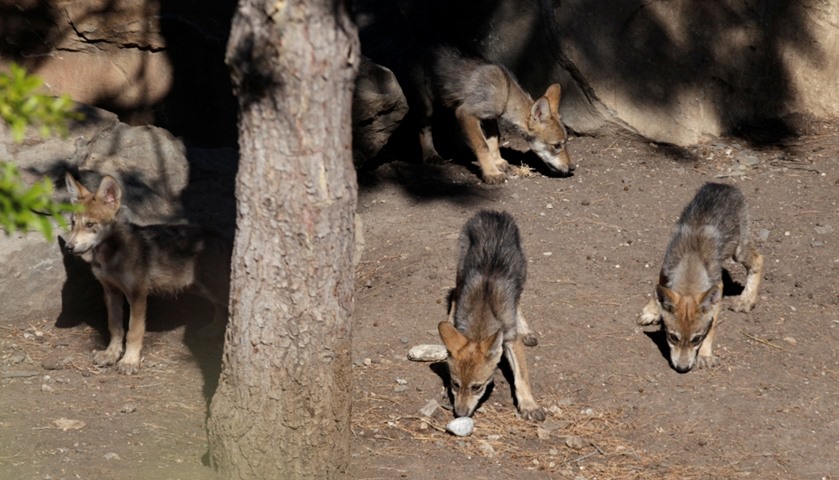 Newly born wolf cubs are seen at its enclosure.
