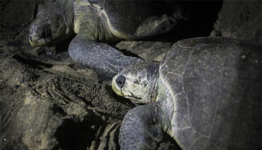 A Golfina sea turtle is pictured in Ixtapilla, Michoacan state