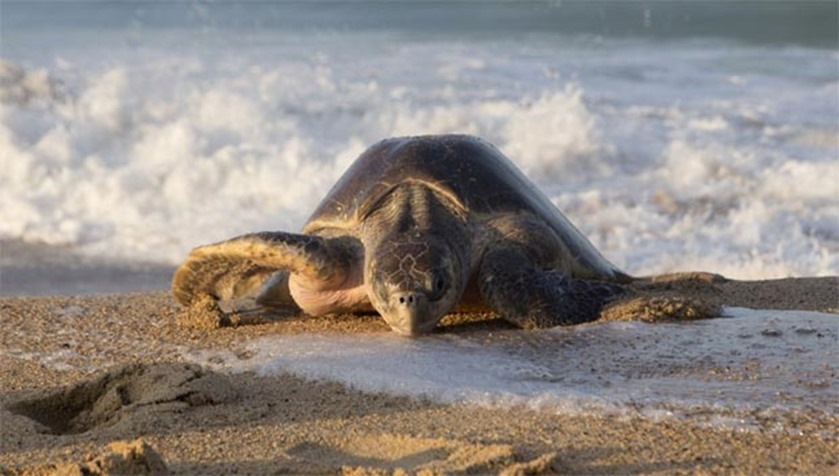 The sea turtles, known as \'Arribadas\', arrive yearly to lay their eggs on the beach
