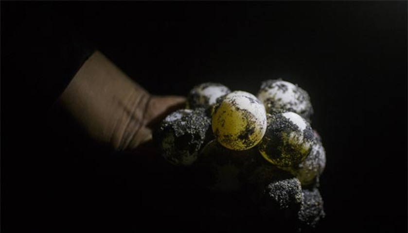 Eggs of Golfina sea turtle laid in Ixtapilla, Mexico are seen on Saturday