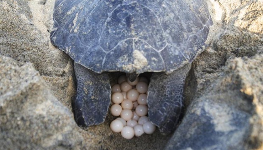 A sea turtle’s nest may contain up to 200 eggs