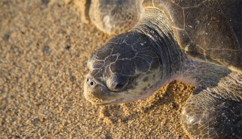 Although sea turtles live in the sea, the females return to land to lay their eggs