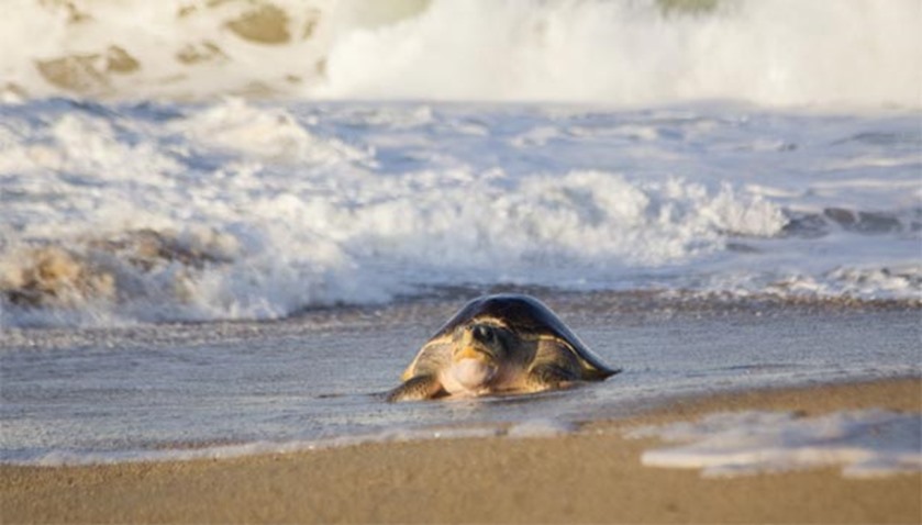 Mexico runs a number of conservation projects to protect sea turtles