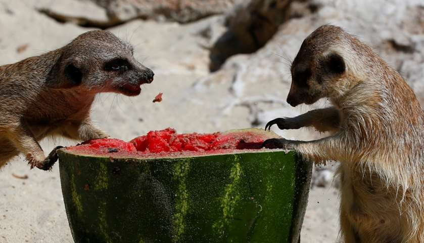 Meerkats eat a frozen watermelon