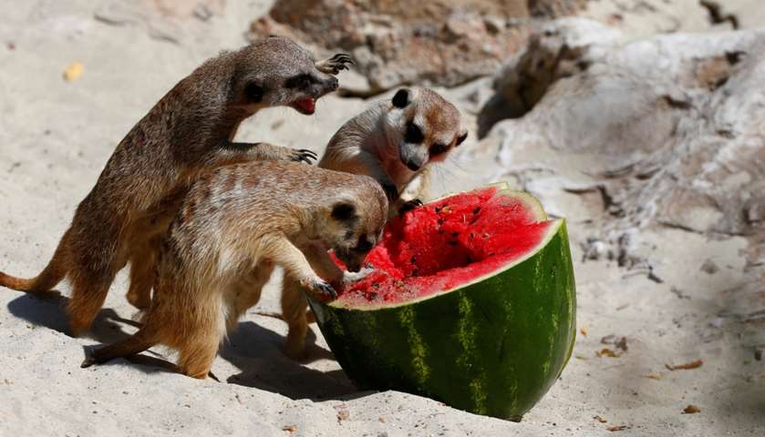 Meerkats eat a frozen watermelon