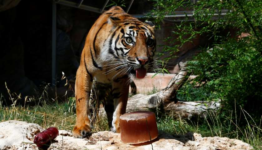 Sumatran tiger Tila is seen next to a frozen blood lollipop