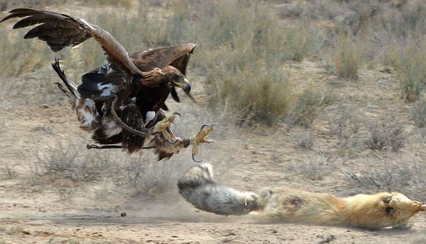 A hunting Golden Eagle attacks a fox
