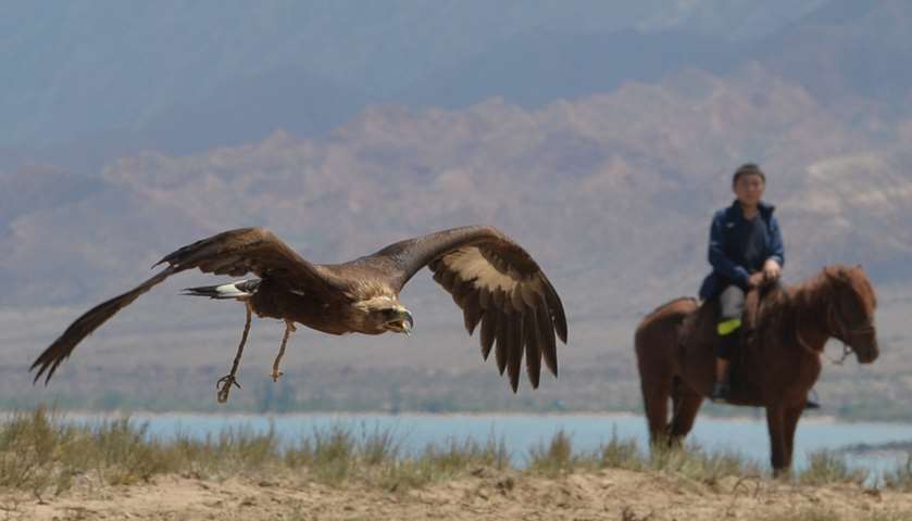 A hunting Golden Eagle flies