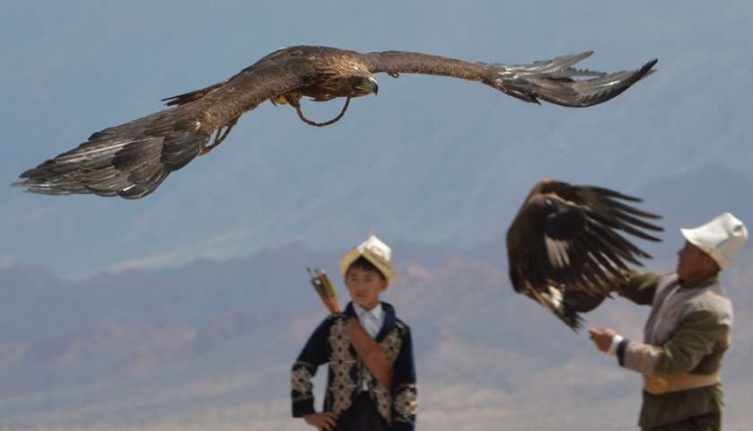 A hunting Golden Eagle flies 
