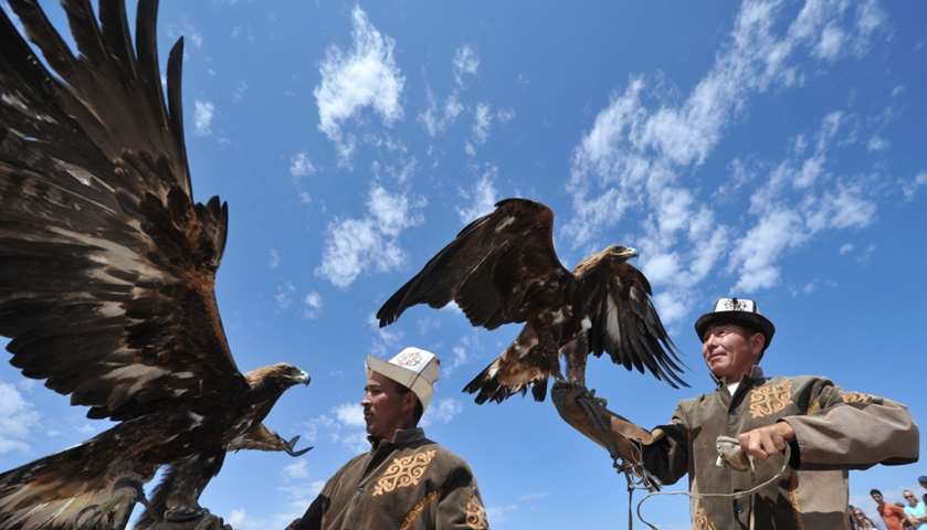 Kyrgyz berkutchy (eagle hunters) launch their Golden Eagle