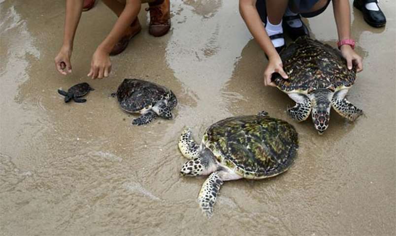 Thai schoolchildren release sea turtles at the Sea Turtle Conservation Centre in Sattahip district