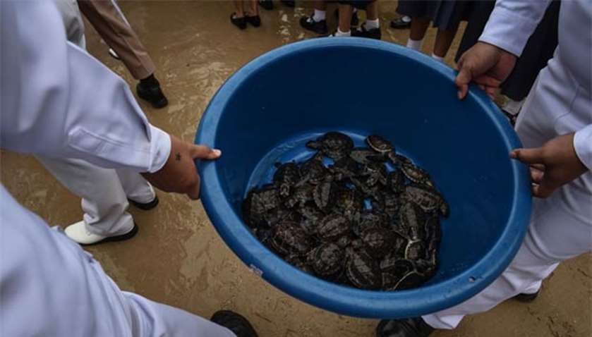 Sailors from the Royal Thai Navy carry a bucket of young turtles