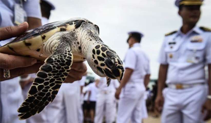 A sailor from the Royal Thai Navy holds a turtle during the annual turtle conservation release event