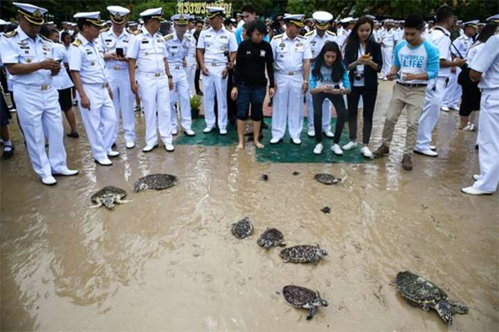 Naval officers and others watch as turtles are released in Sattahip district, Chonburi province