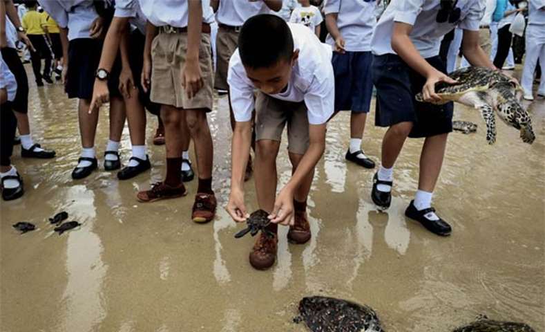Thai schoolchildren place sea turtles on the beach to be released into the Gulf of Thailand